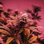 elle cartier 8qmfzxmzsec unsplash